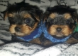 Yorkshire terrier Puppies.